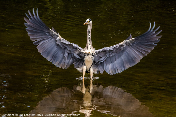 Magnificent Heron in a city park Liverpool Picture Board by Phil Longfoot