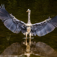 Buy canvas prints of Magnificent Heron in a city park Liverpool by Phil Longfoot