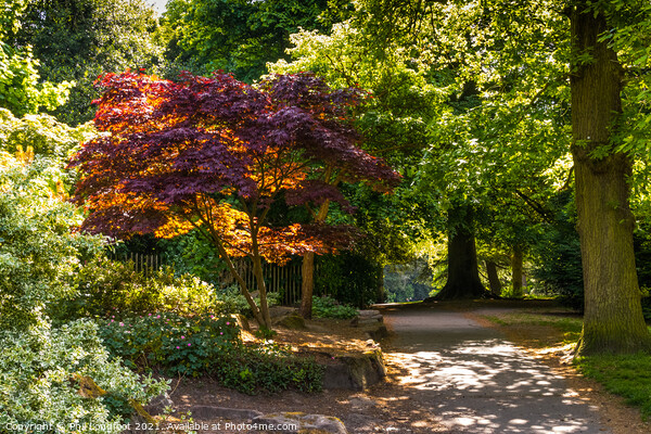 Colourful trees in Calderstones Park Liverpool  Picture Board by Phil Longfoot
