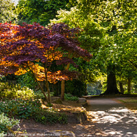 Buy canvas prints of Colourful trees in Calderstones Park Liverpool  by Phil Longfoot