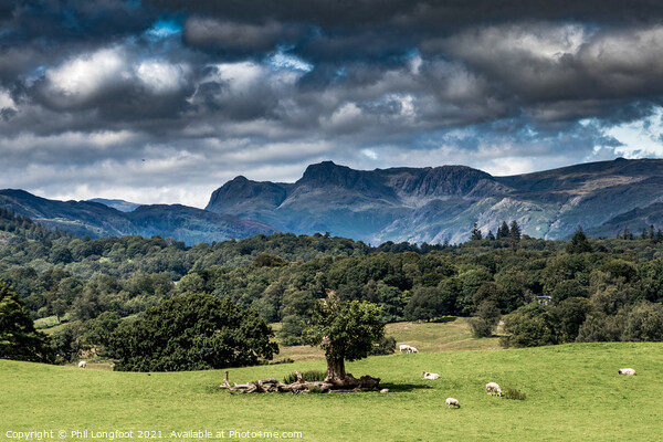 The fields and mountains near Windermere South Lakes.  Picture Board by Phil Longfoot