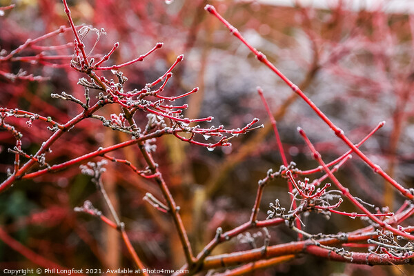 Japanese Maple after a frosty night  Picture Board by Phil Longfoot