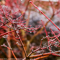 Buy canvas prints of Japanese Maple after a frosty night  by Phil Longfoot