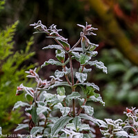 Buy canvas prints of Frosty plant in an suburban garden by Phil Longfoot
