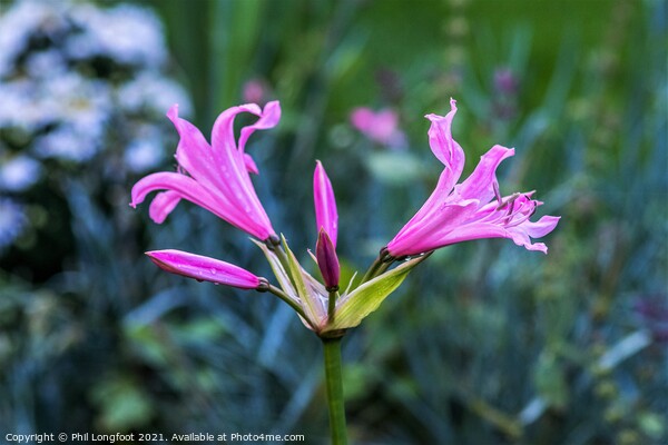 Nerines  Picture Board by Phil Longfoot
