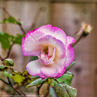 Buy canvas prints of Beautiful Pink Rose on a rainy day  by Phil Longfoot