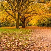 Buy canvas prints of Autumn trees. by Phil Longfoot