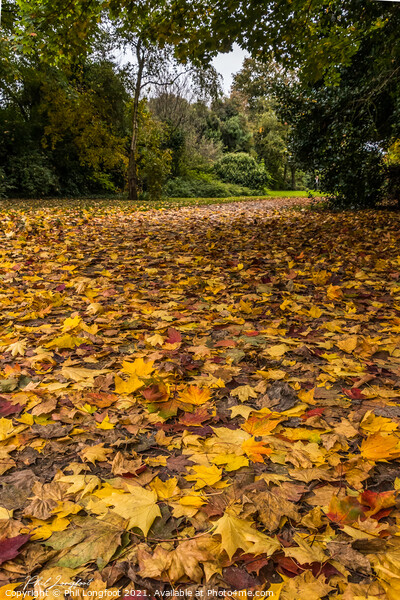 Fallen leaves Picture Board by Phil Longfoot