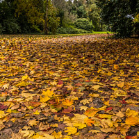 Buy canvas prints of Fallen leaves by Phil Longfoot