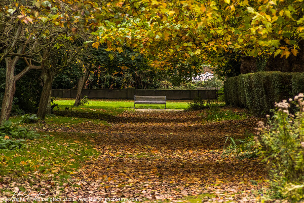 An avenue of leaves Picture Board by Phil Longfoot