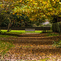 Buy canvas prints of An avenue of leaves by Phil Longfoot