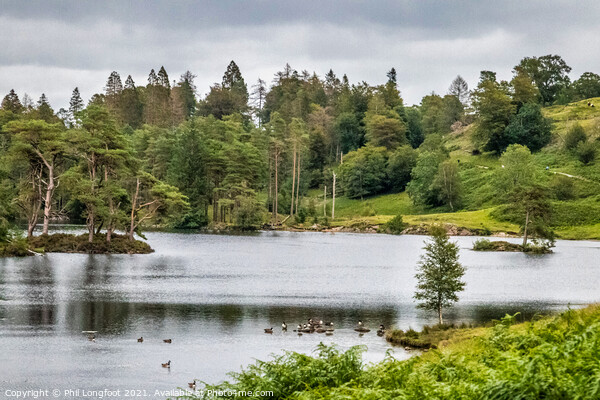 Tarn Hows South Lakes Cumbria  Picture Board by Phil Longfoot