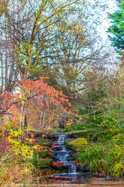 Sefton Park Autumnal Colours Picture Board by Phil Longfoot