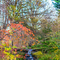 Buy canvas prints of Sefton Park Autumnal Colours by Phil Longfoot