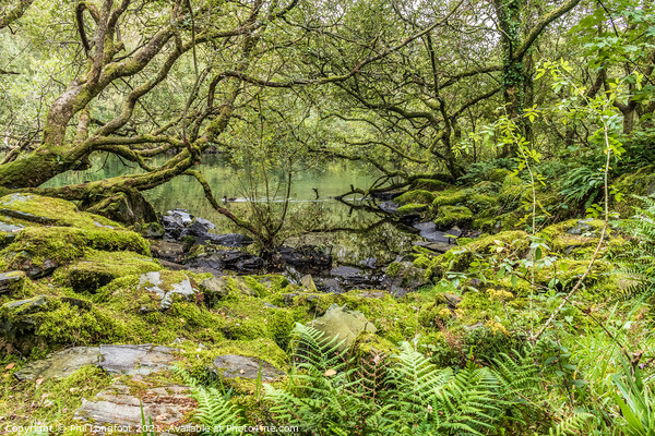 A lovely forest on the shores of Llyn Padarn Picture Board by Phil Longfoot