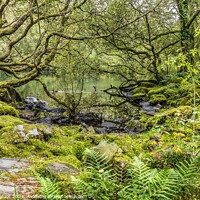 Buy canvas prints of A lovely forest on the shores of Llyn Padarn by Phil Longfoot