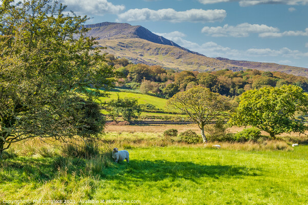 Lovely scenery near Beddgelert Snowdonia  Picture Board by Phil Longfoot