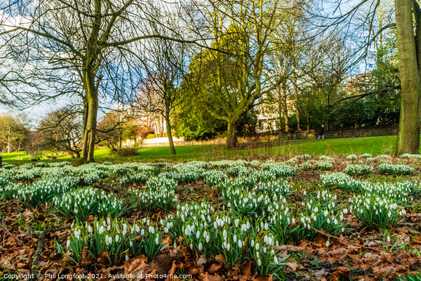 Snowdrops in a beautiful Liverpool Parks Picture Board by Phil Longfoot