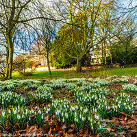 Buy canvas prints of Snowdrops in a beautiful Liverpool Parks by Phil Longfoot