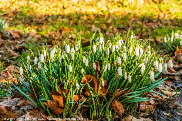 Snowdrops Princes Park Liverpool  Picture Board by Phil Longfoot