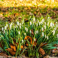 Buy canvas prints of Snowdrops Princes Park Liverpool  by Phil Longfoot
