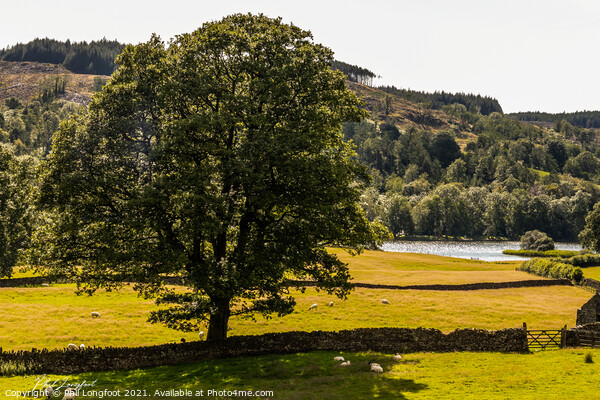 Lone tree near Esthwaite Water South Lakes Picture Board by Phil Longfoot