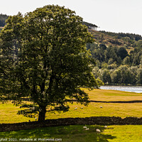 Buy canvas prints of Lone tree near Esthwaite Water South Lakes by Phil Longfoot