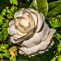 Buy canvas prints of White Rose in my garden by Phil Longfoot