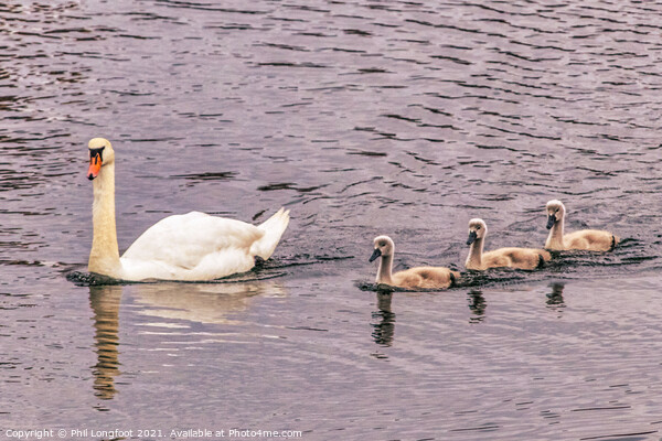 Swan family  Picture Board by Phil Longfoot
