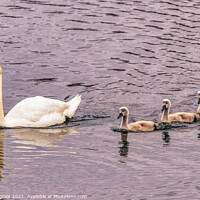 Buy canvas prints of Swan family  by Phil Longfoot