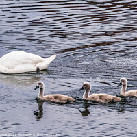 Buy canvas prints of Swan Family 2  by Phil Longfoot