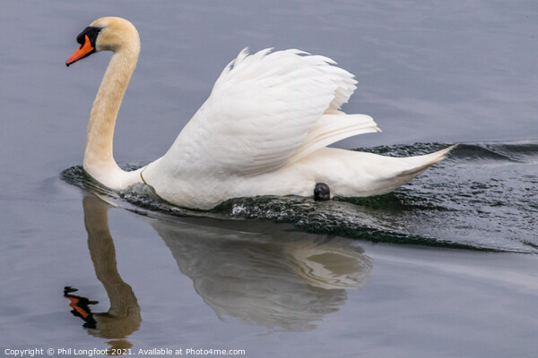 Swan Lake  Picture Board by Phil Longfoot