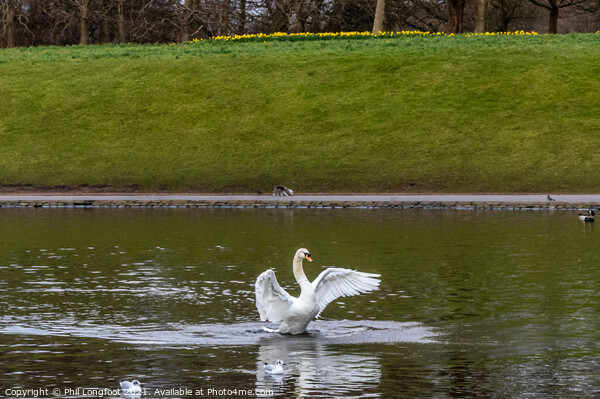 Swan flapping its wings Picture Board by Phil Longfoot
