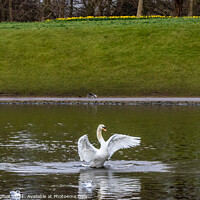 Buy canvas prints of Swan flapping its wings by Phil Longfoot