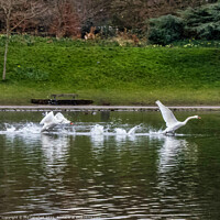Buy canvas prints of Swan take off. by Phil Longfoot