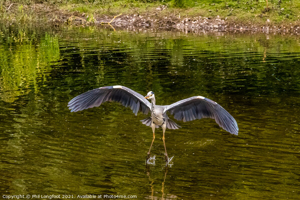 Heron landing in a city park Liverpool Picture Board by Phil Longfoot