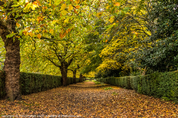 Autumn avenue Picture Board by Phil Longfoot