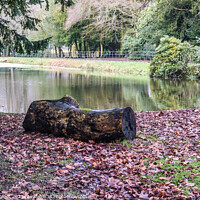 Buy canvas prints of Tranquil pond Croxteth Park Liverpool  by Phil Longfoot