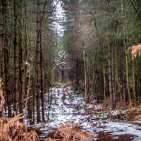 Buy canvas prints of Delamere Forest by Phil Longfoot