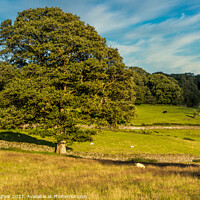 Buy canvas prints of The lovely tree  by Phil Longfoot