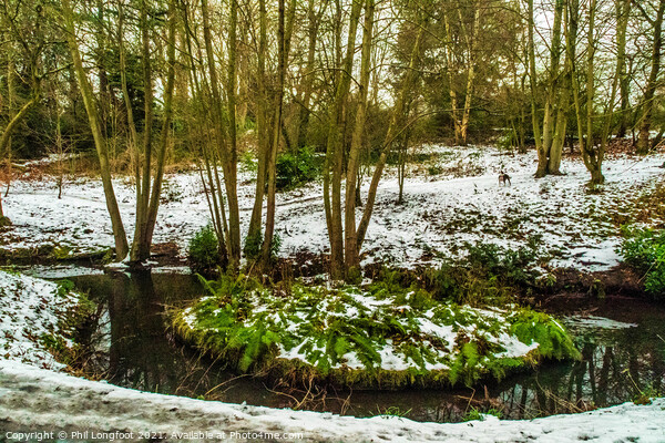 Winter watercourse in Sefton Park Liverpool  Picture Board by Phil Longfoot