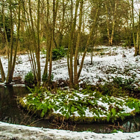 Buy canvas prints of Winter watercourse in Sefton Park Liverpool  by Phil Longfoot