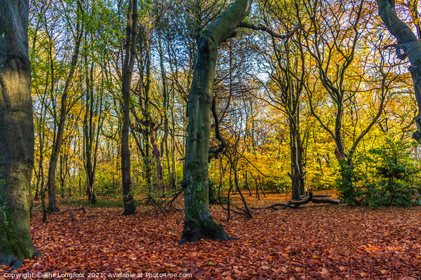 Autumnal scene in a Liverpool Park Picture Board by Phil Longfoot