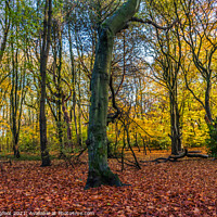 Buy canvas prints of Autumnal scene in a Liverpool Park by Phil Longfoot