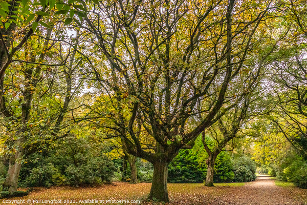 Autumnal colours in a Liverpool Park  Picture Board by Phil Longfoot