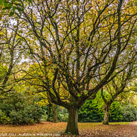 Buy canvas prints of Autumnal colours in a Liverpool Park  by Phil Longfoot
