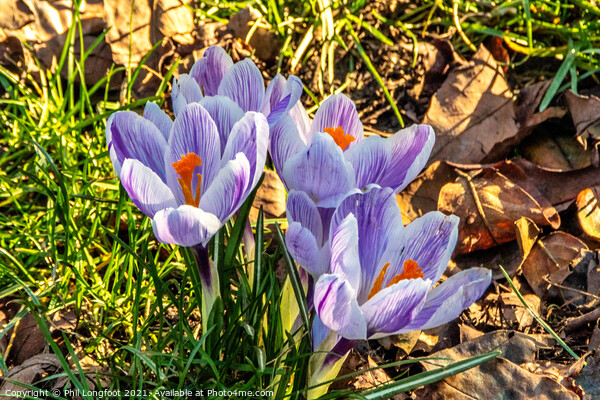 Crocus' in a Liverpool Park Picture Board by Phil Longfoot