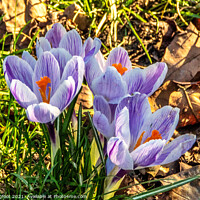 Buy canvas prints of Crocus' in a Liverpool Park by Phil Longfoot