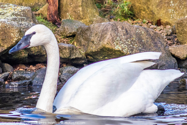 Graceful Swan Picture Board by Phil Longfoot