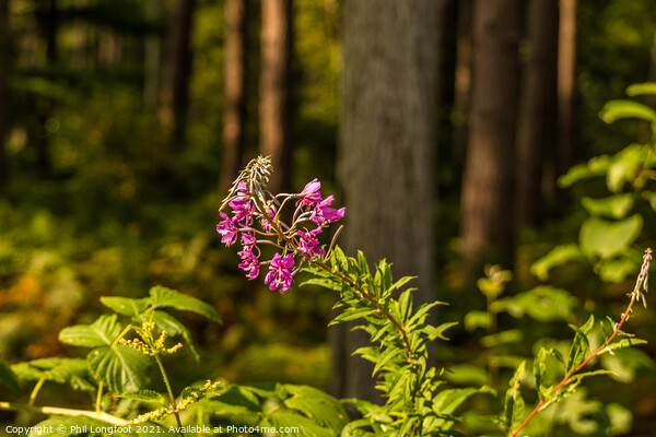 Wildflower in the forest  Picture Board by Phil Longfoot
